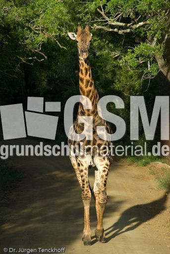Giraffe (68 von 94).jpg